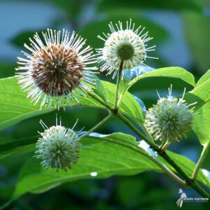 Shrubs Archives - Page 2 of 7 - Scioto Gardens Nursery