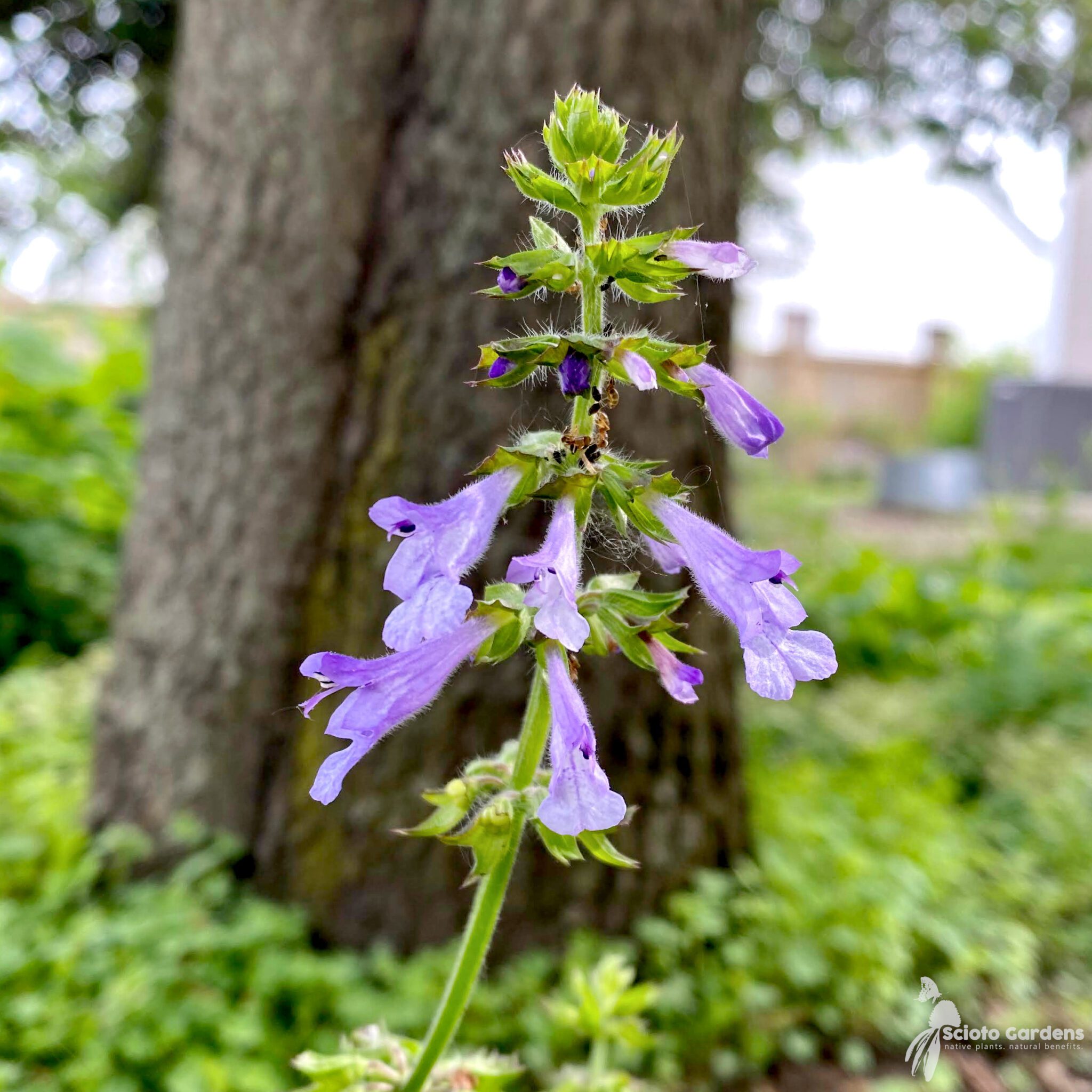 thumbnail image 2 of 100+ Lyre-Leaved Sage Seeds – Salvia Lyrata, Cancer Weed, Organic, US Harvested 03/25 2 of 5