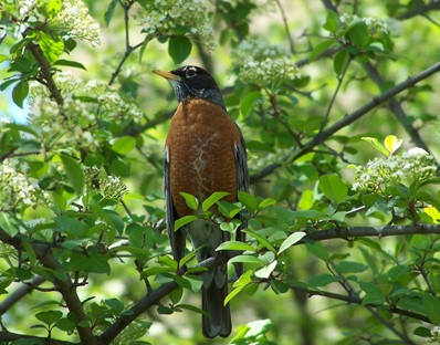 Growing Bird Feeders