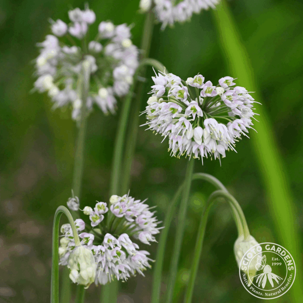 Nodding Onion