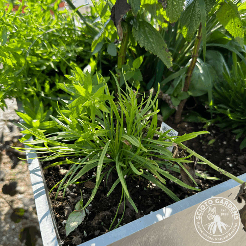 Container garden with dwarf liatris, anise hyssop, and 'October Skies' aromatic aster.