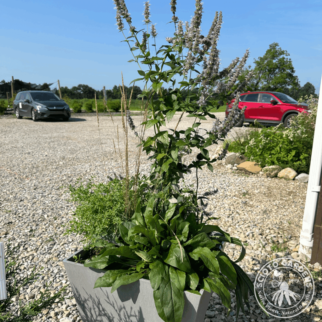 Full-sun container almost two months later with prairie june grass, pale purple coneflower, anise hyssop, long-sepaled beardtongue, and 'October Skies' aromatic aster.