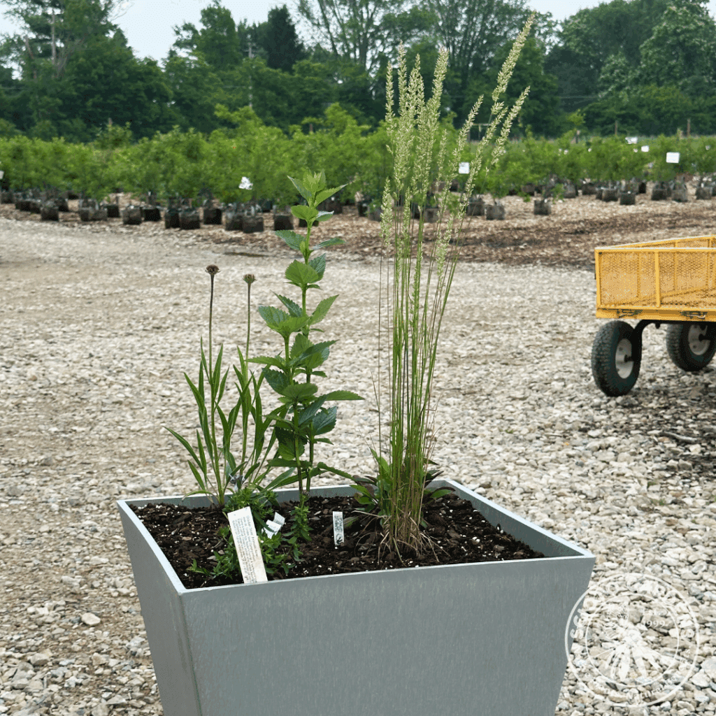Full-sun container just after planting with prairie june grass, pale purple coneflower, anise hyssop, long-sepaled beardtongue, and 'October Skies' aromatic aster.