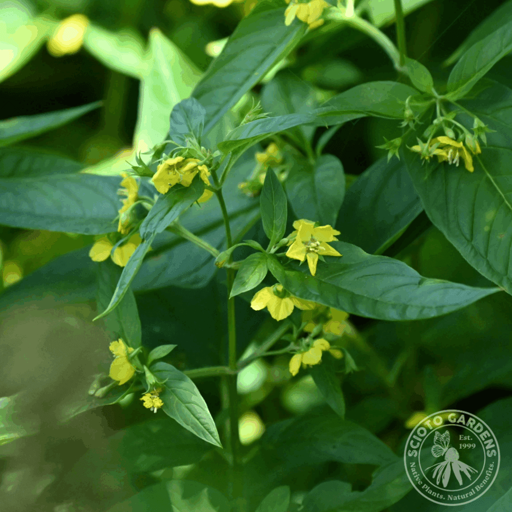 Fringed Loosestrife