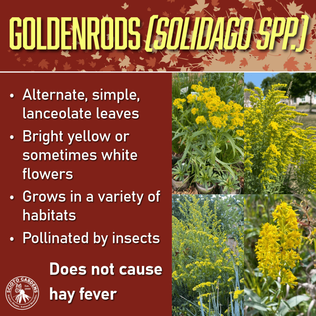 The truth about goldenrod and hay fever.