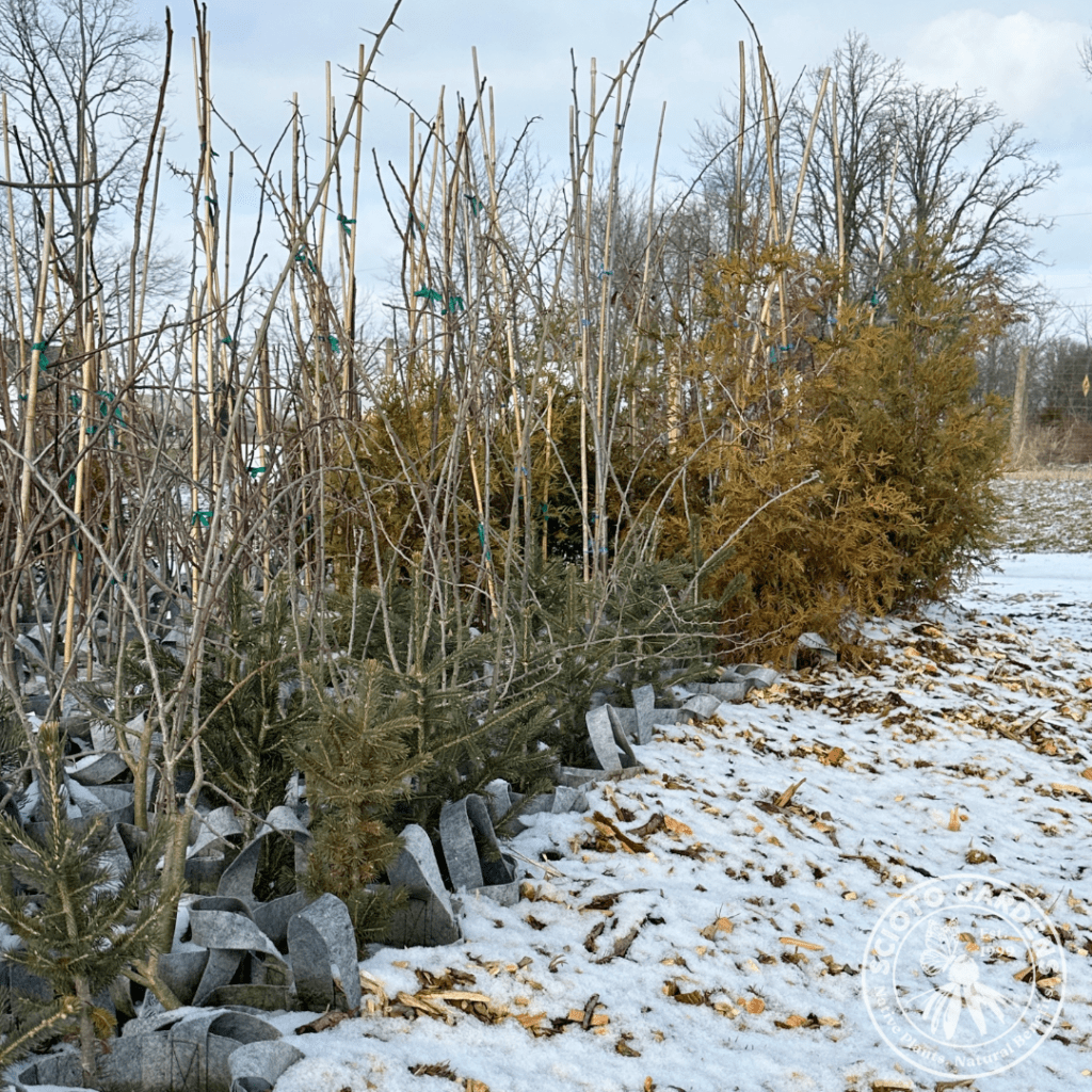 Snowy plant group tucked in for winter.