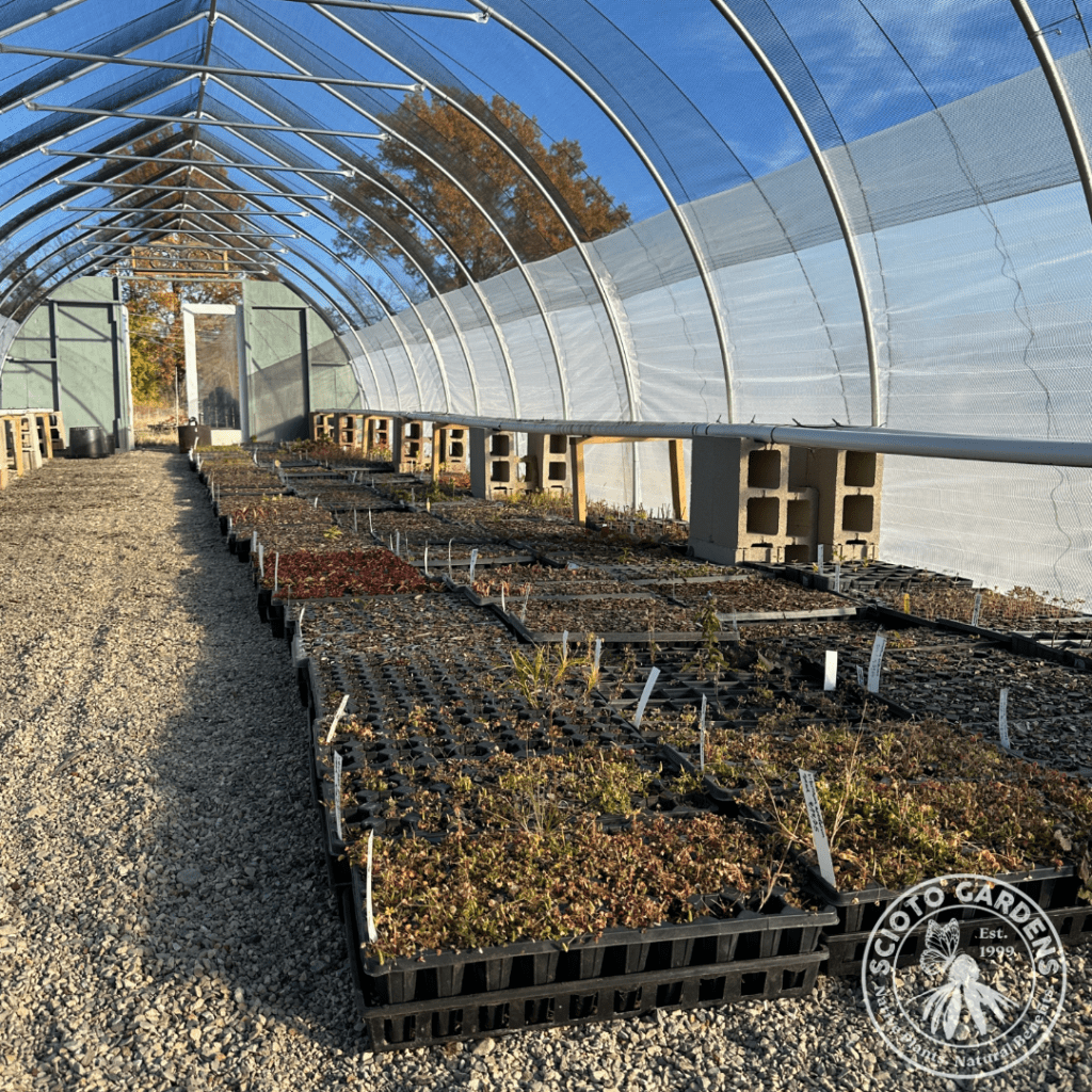Fall plant seeding in the hoop house.
