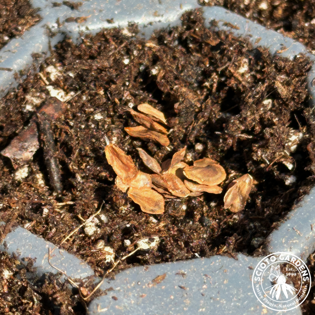 Butterfly Weed Seeds
