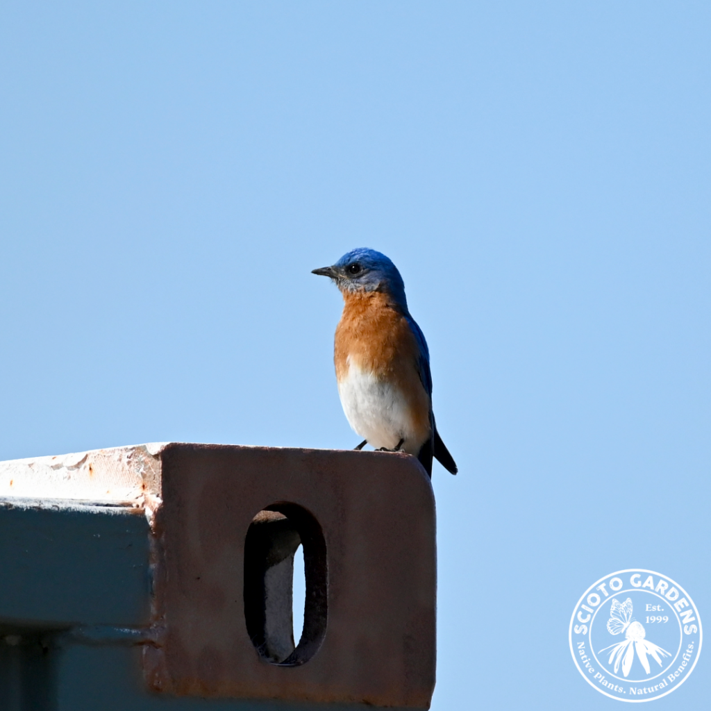 Eastern Bluebird Male
