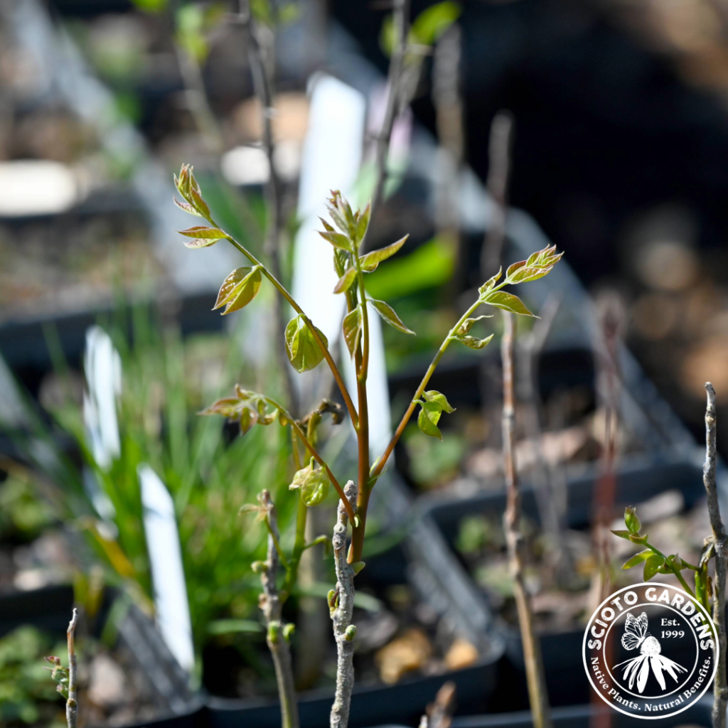 Kentucky Coffeetree Seedling