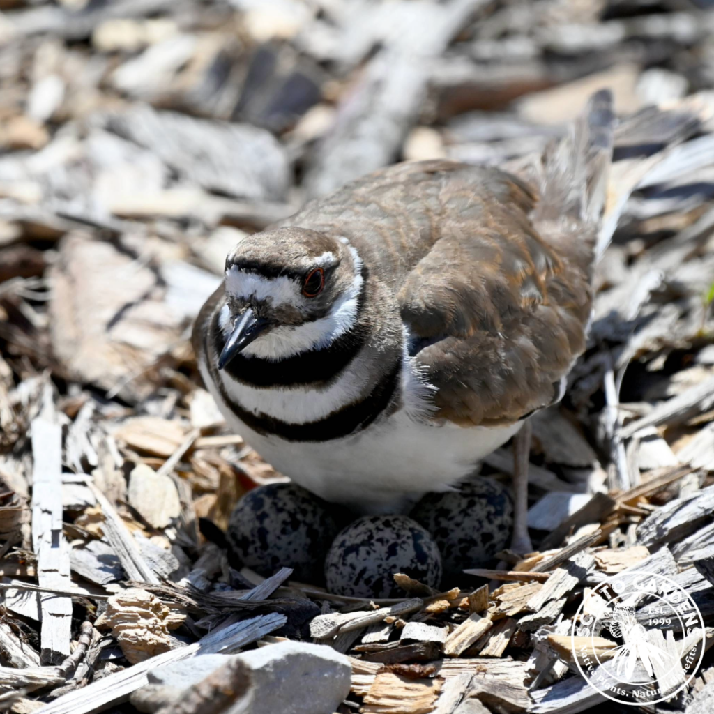 Killdeer on Nest