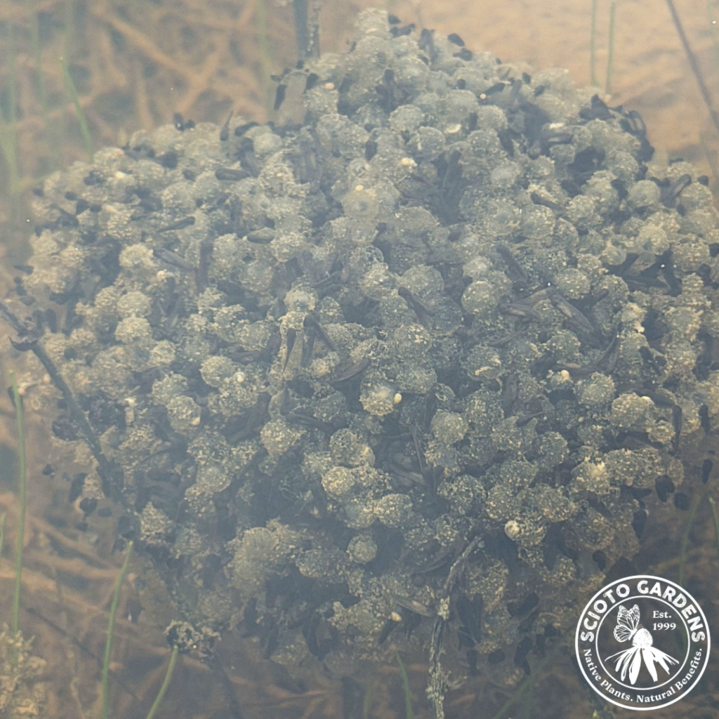 Leopard Frog Egg Mass