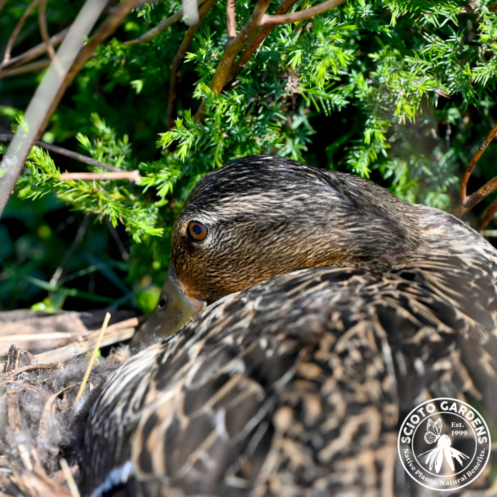 Mallard Hen