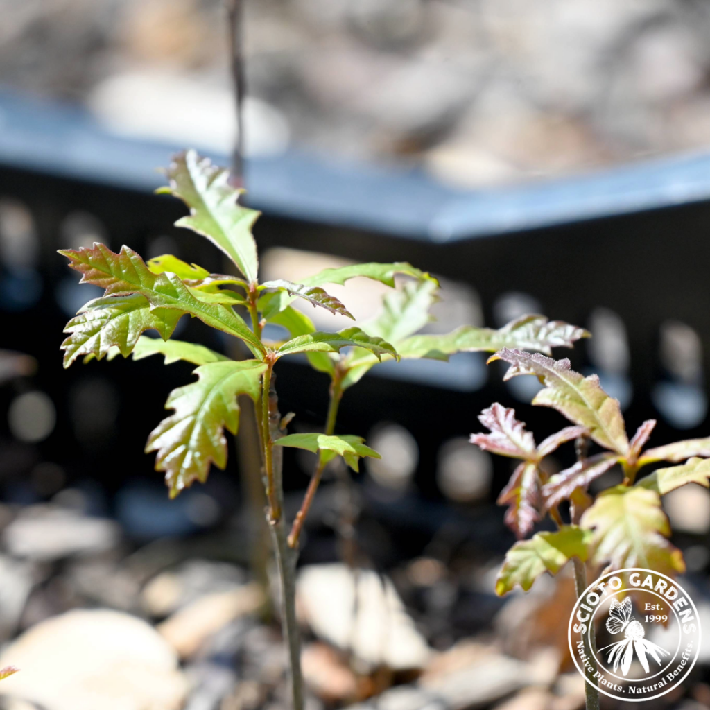 Northern Red Oak Seedlings