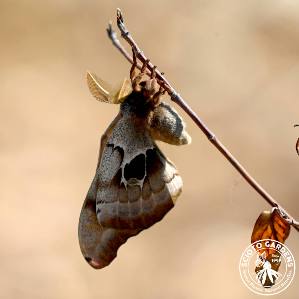 Polyphemus Moth